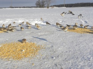 SNBU's at piles of cut corn