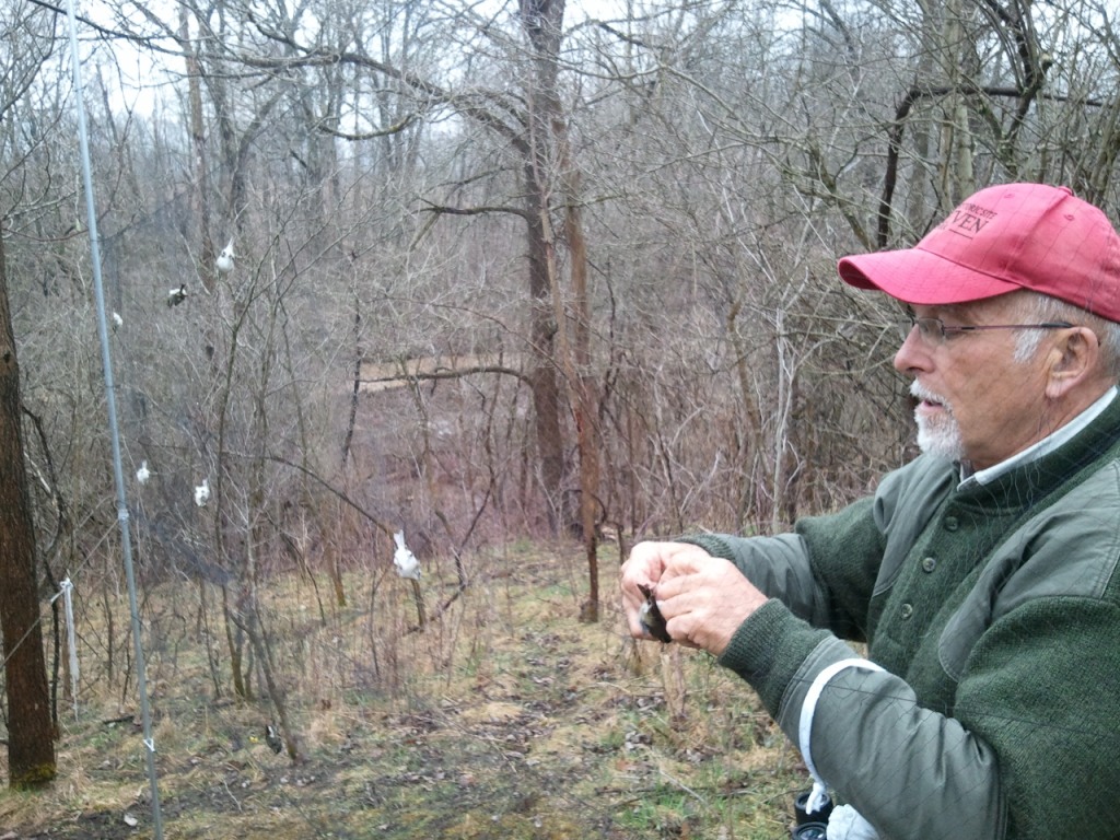 During a lull we got a small hit of Golden-crowned Kinglets in #10. -J. Fleet