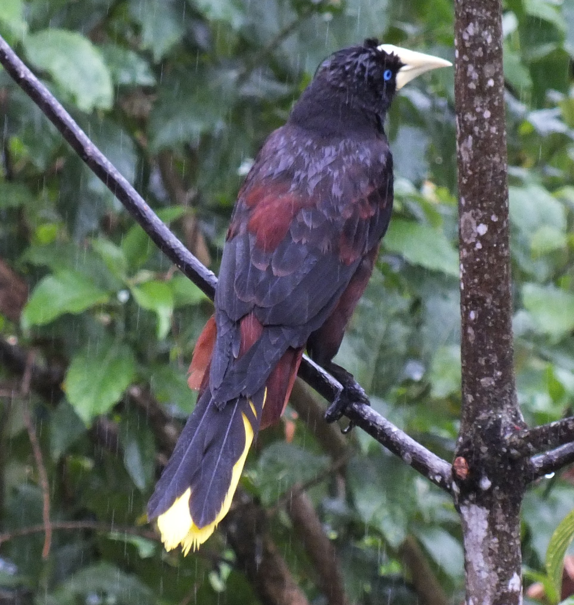 Male Crested Oropendola.