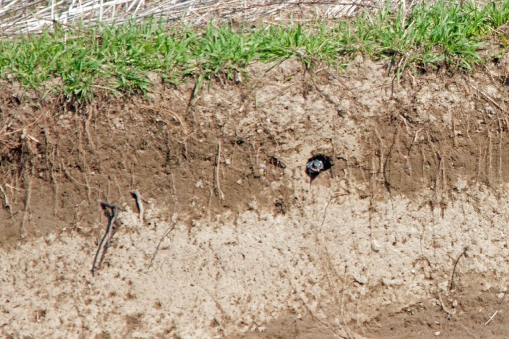 Kingfisher leaving its freshly excavated hole right across the river from the River Trail. -B. McCreadie