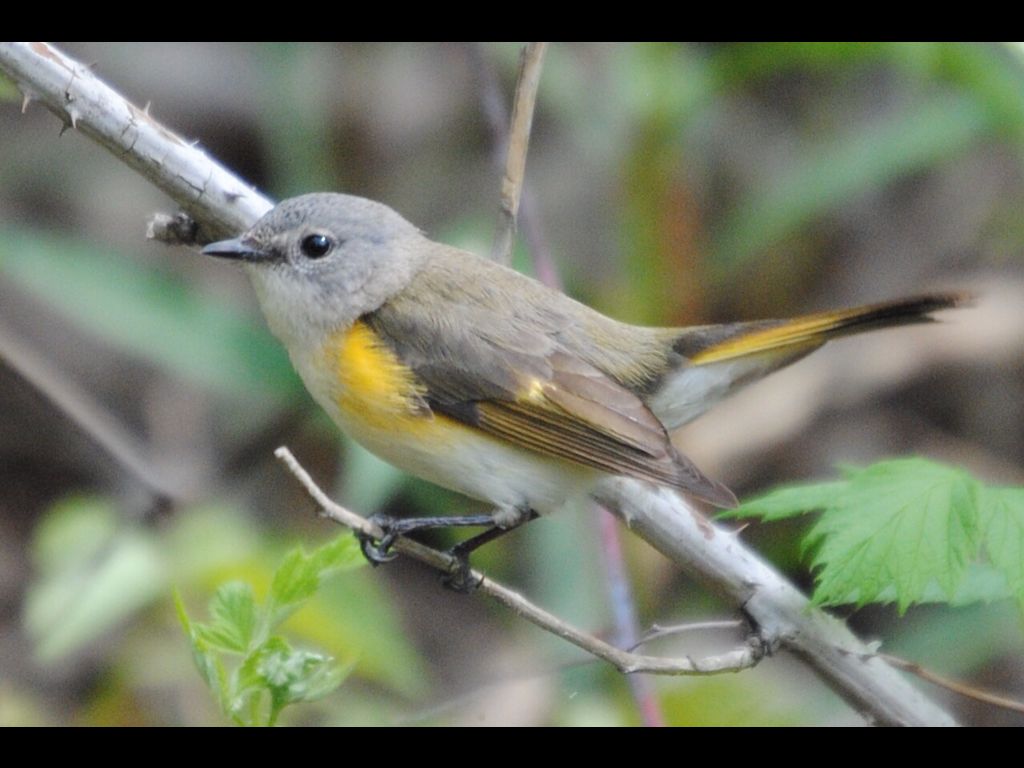 American Redstart     -B. Oldfield