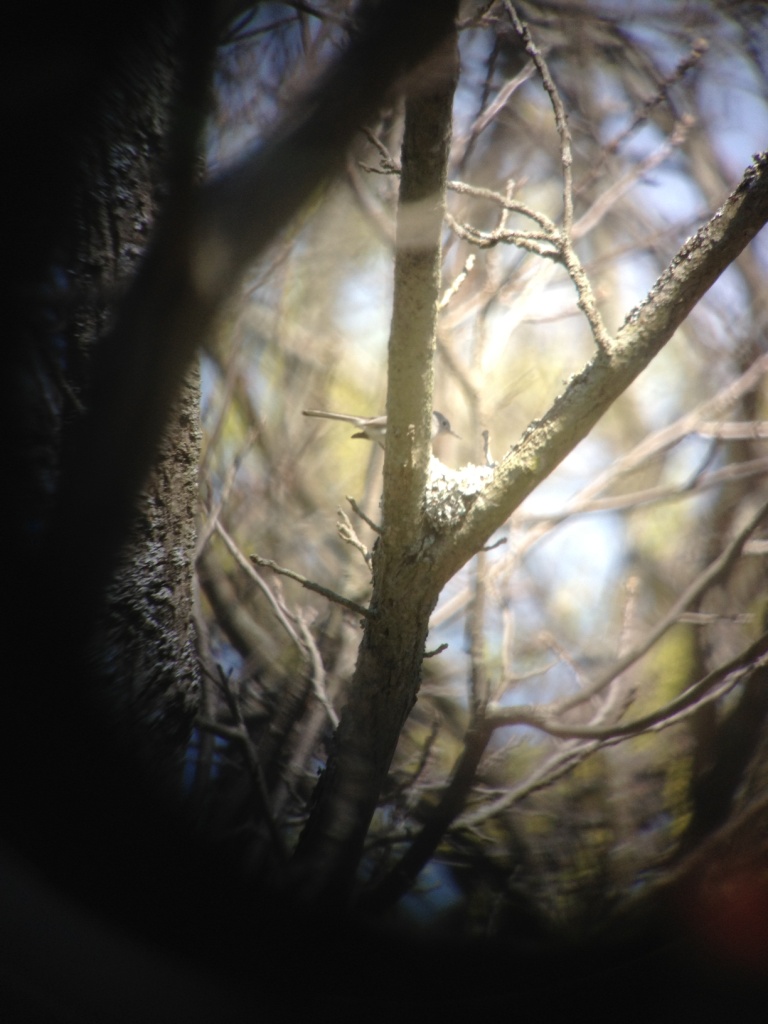 Blue-gray Gnatcatcher building its nest; taken with a cell phone through a telescope by Matt Timpf. Made of lichen and spider webs.