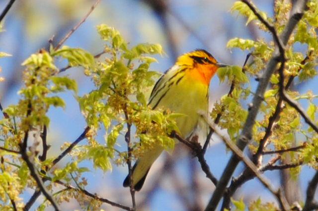 Blackburnian Warbler   -B. Oldfield
