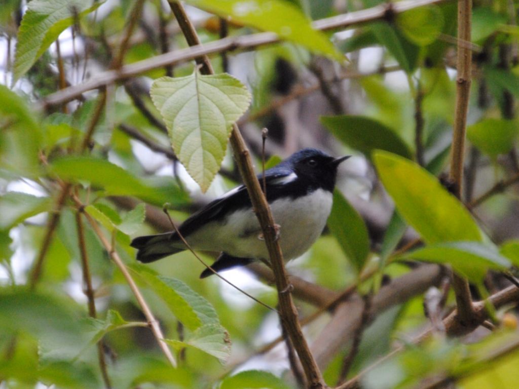 Black-throated Blue Warbler    -B. Oldfield