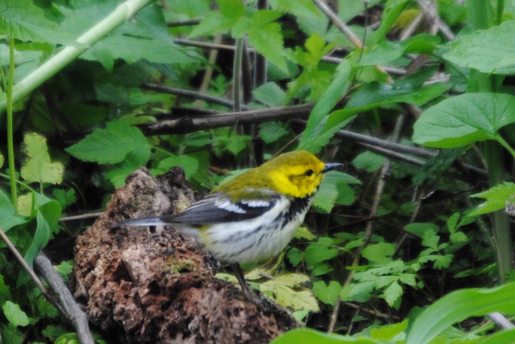 Black-throated Blue Warbler    -B. Oldfield