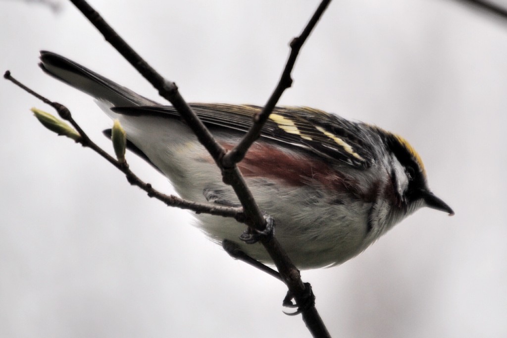 Chestnut-sided Warbler -B. Oldfield