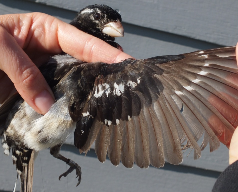 Two ages of feathers - brown juvenile feathers and black adult feathers - indicate that this is a young or Second Year(SY) male Rose-breasted Grosbeak.