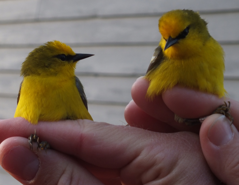 Two Blue-winged Warblers caught at the same time in the same net - probably chasing each other in a territorial skirmage.