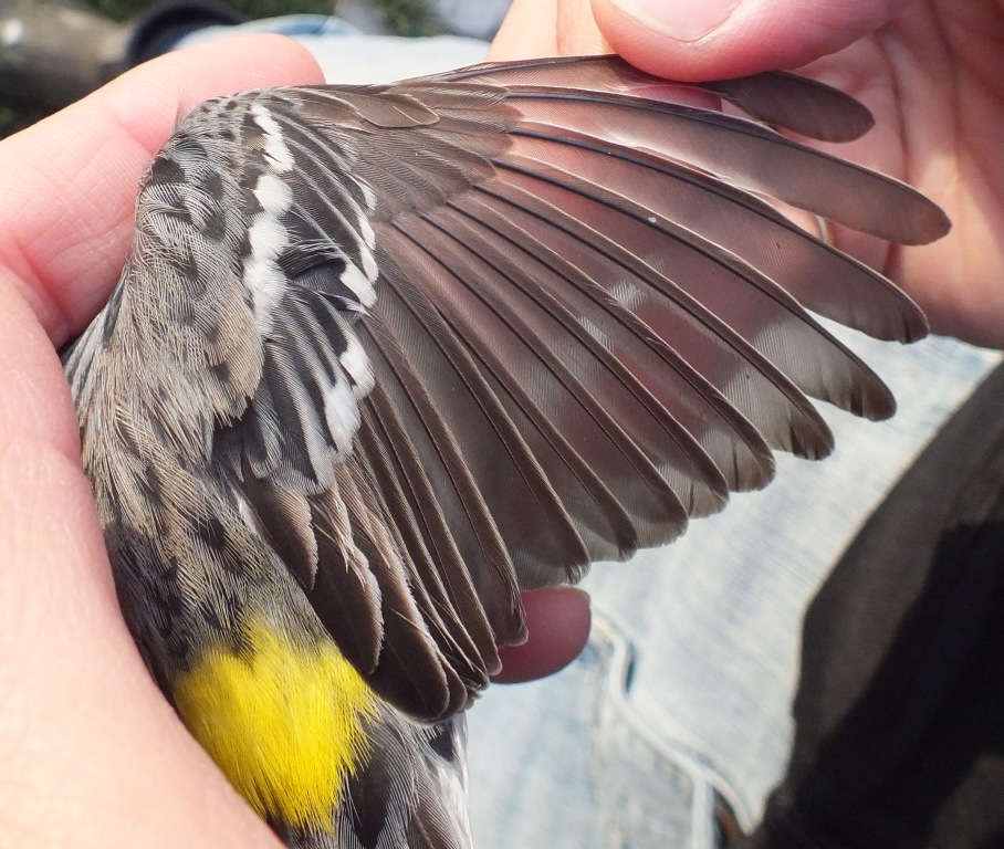 Young (SY) male Yellow-rumped Warbler. Note the dull brown, enedged primary coverts (juvenile feathers) vs the black, white-edged secondary coverts (adult feathers) indicating a partial prebasic molt.