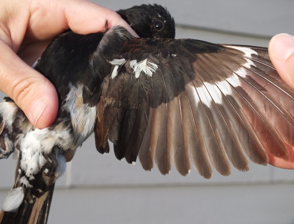 This young male Rose-breasted Grosbeak clearly shows a partial molt: black=adult feathers; brown=juvenile feathers.