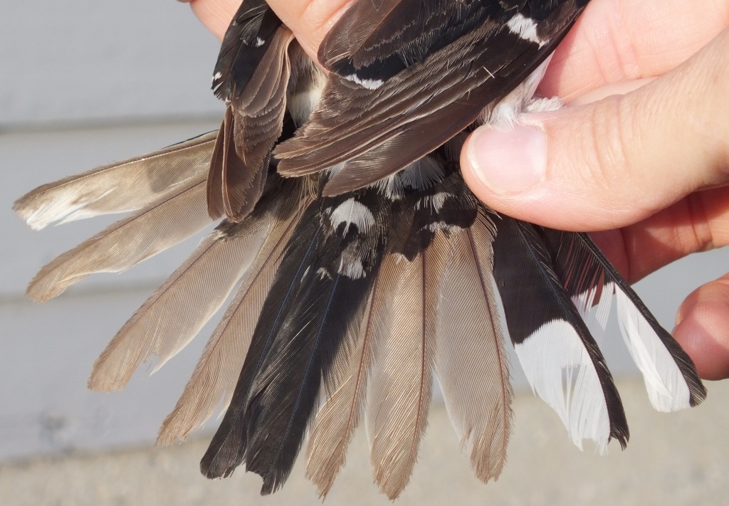 Mixed generation of tail feathers (black=adult; brown=juvenile) on this male Rose-breasted Grosbeak.