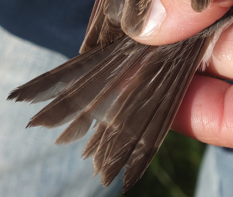 Note that these "fault bars" on the tail of this White-throated Sparrow form a straight line suggesting that the rectrices were all growing at the same time - a sign that this is a young (SY) bird. Adults (ASY) molt their tail feathers a couple at a time resulting in "staggered" fault bars.