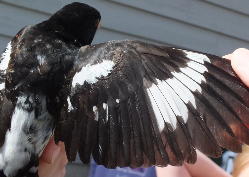 An older (ASY) male Rose-breasted Grosbeak - note all the wing feathers are the same colour. It went through a "complete" pre-basic molt after last year's nesting season.
