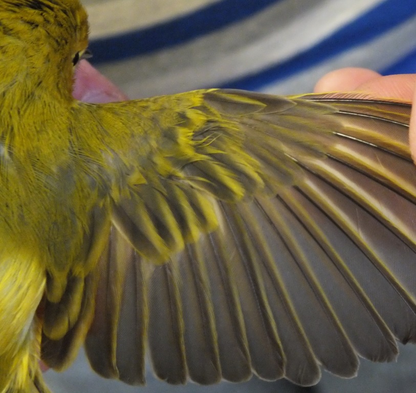 An adult (ASY) Yellow Warbler - Note the yellow edging to the primary coverts and alula. This would be lacking in a young (SY) bird.