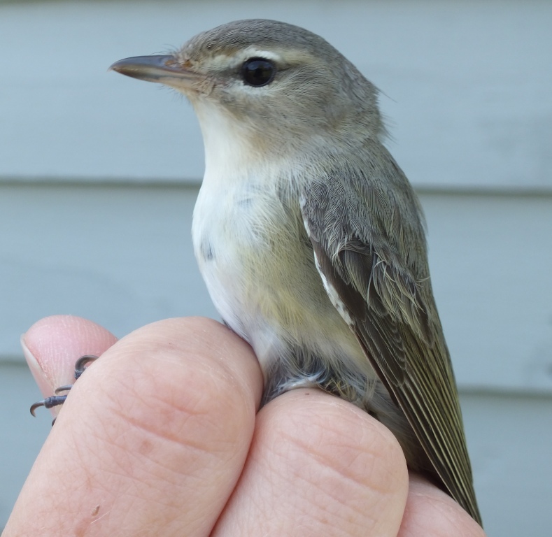 Normally by now, Warbling Vireos would be strung all along the river singing vigourously....but so far, we have encountered only a few.