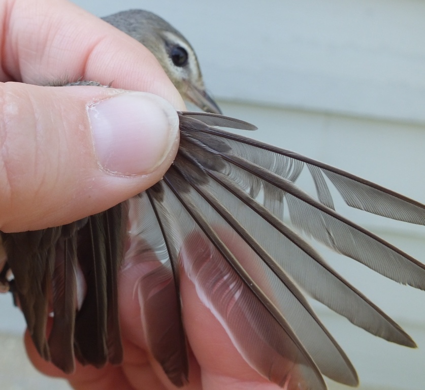 Note the greatly reduced primary - "P10" - marking this definitively as a Warbling Vireo (vs Philadelphia Vireo).