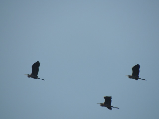 Great Blue Herons    -E. Campanelli