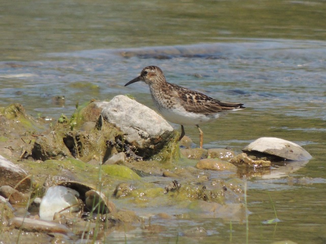 Least Sandpiper, a first for Ruthven.     -E. Campanelli