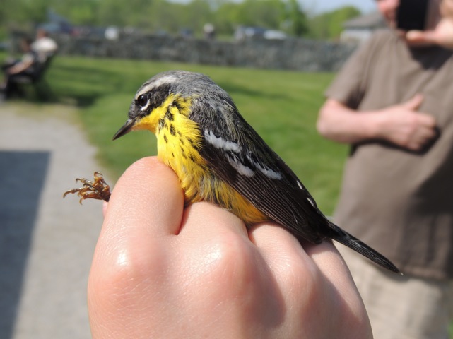 Magnolia Warbler    -E. Campanelli