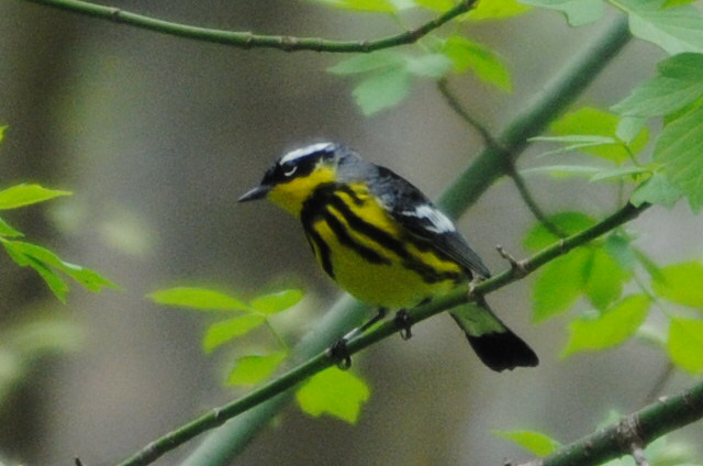Magnolia Warbler    -B. Oldfield