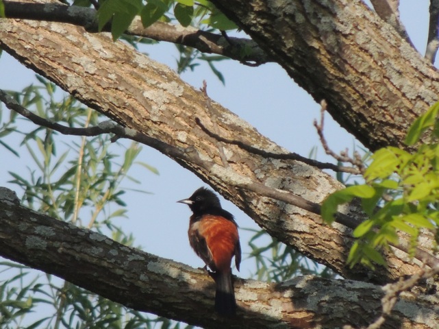Orchard Oriole    -E. Campanelli