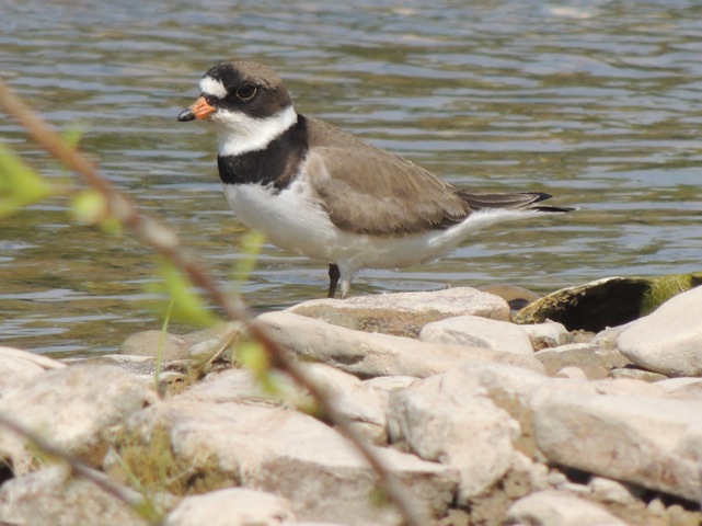 Semipalmated Plover, a first for Ruthven     -E. Campanelli