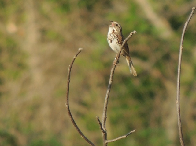 Song Sparrow    - E. Campanelli