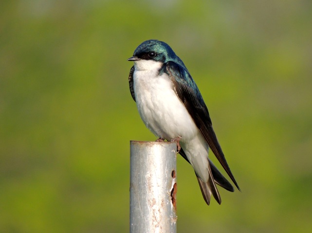 Tree Swallow    -E. Campanelli