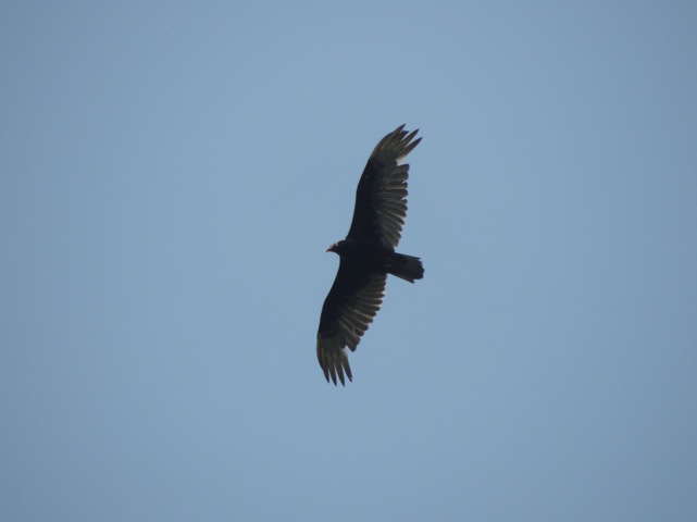 Turkey Vulture    -E. Campanelli