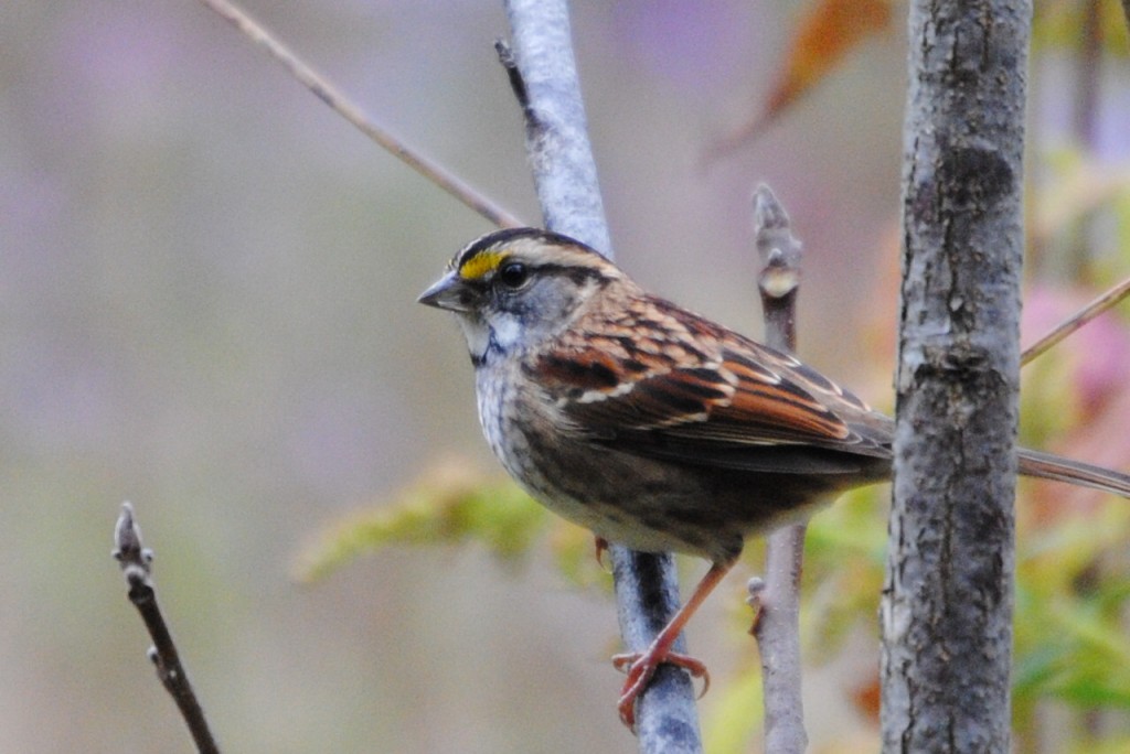 White-throated Sparrow    -B. Oldfield
