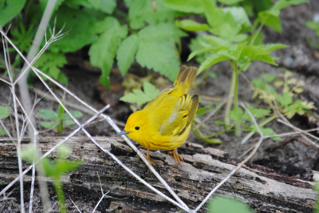 Wilson's Warbler    -B. Oldfield