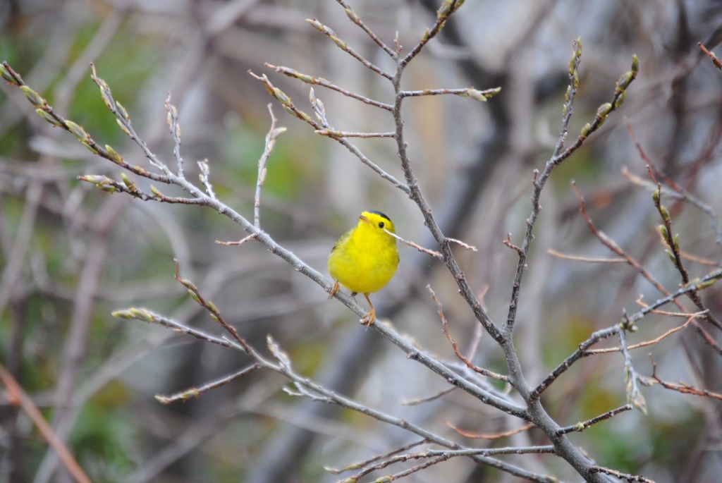 Wilson's Warbler   -B. Oldfield