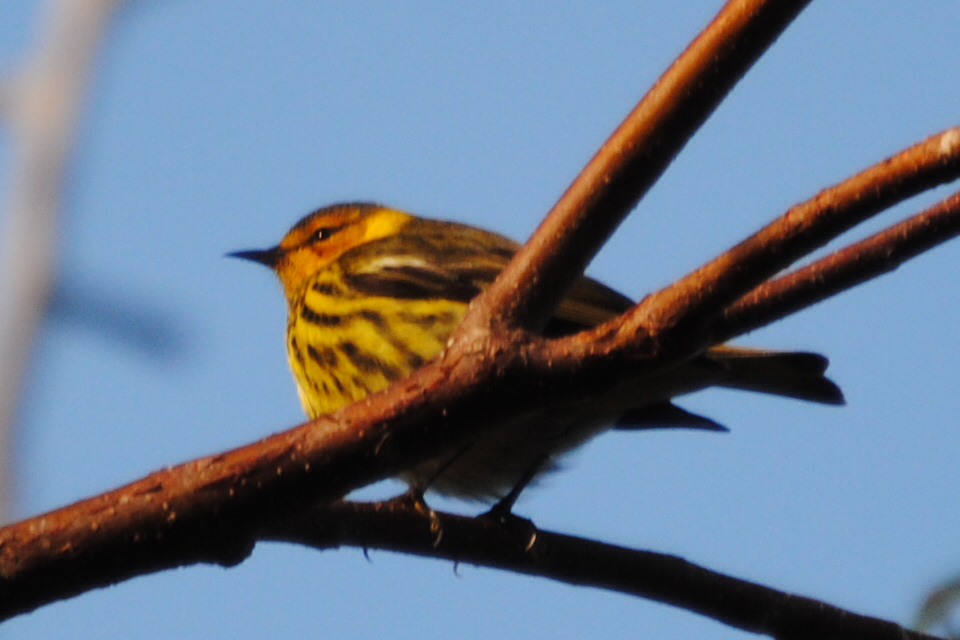 Cape May Warbler     -B. Oldfield