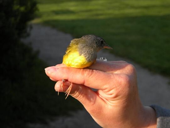 Female Mourning Warbler    -C. Scholtens