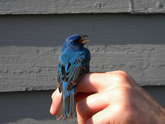Indigo Bunting     -C. Scholtens