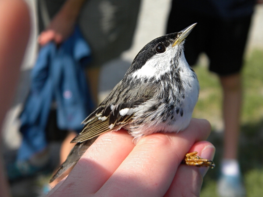 Blackpoll Warbler     -C. Scholtens