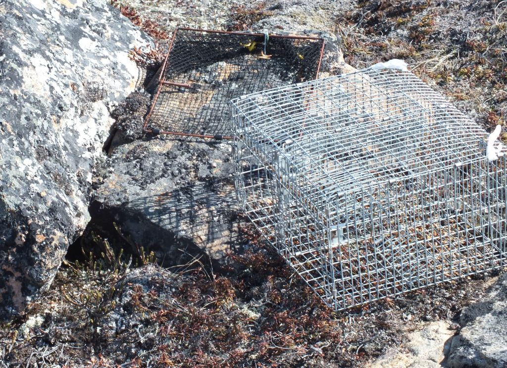 A mini bow net and a Potter trap arrayed outside a nest cavity (the opening in the bottom left of the picture).
