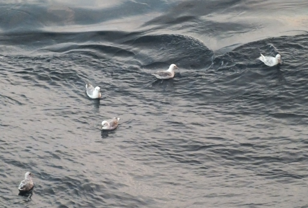 Northern Fulmars. Except for a brief sojourn on land to breed, these hardy birds spend all their lives far out at sea, no matter the weather.