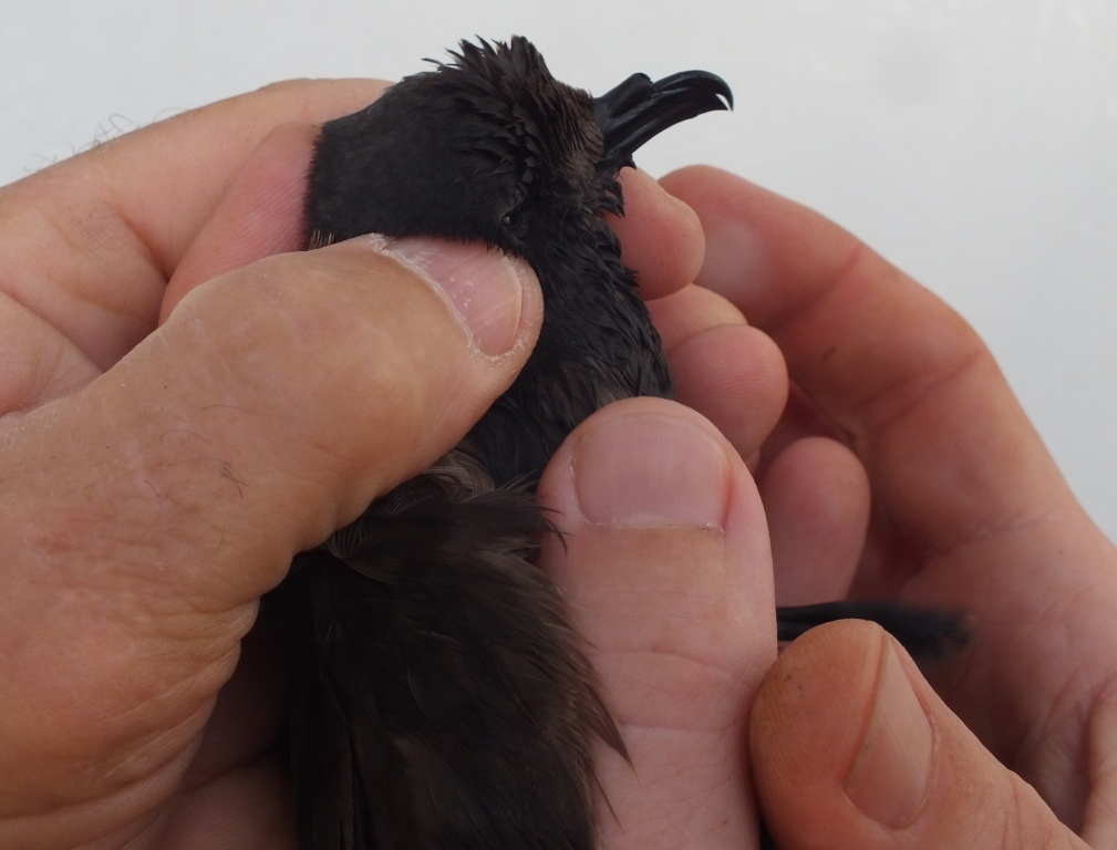 A Storm-petrel is a "tubenose", a name it comes by honestly.....as you can see. (Also, you can just make out the webbed feet.)