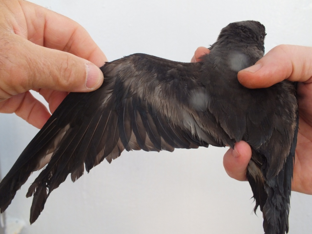 Note the long pointed wing, pronounced angle of the wrist, general brownish colouring with a gray wing stripe - characteristics that help separate it from a Wilson's Storm-petrel.