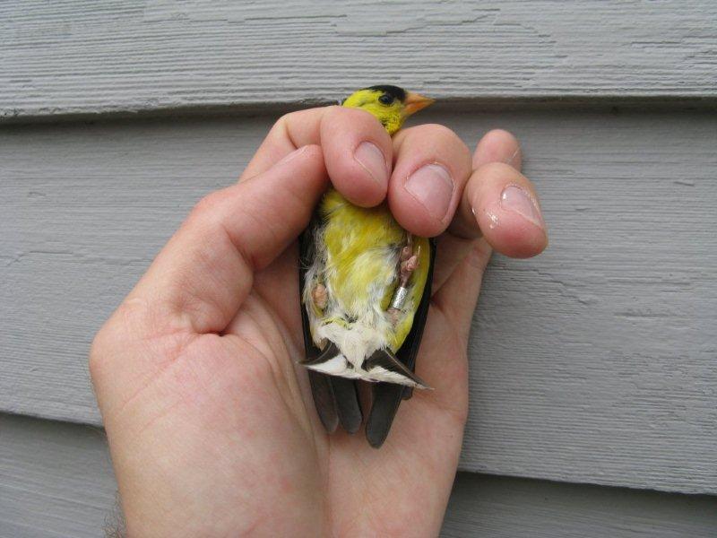Stumpy #2 - A male American Goldfinch that we found with one leg last Fall. It is doing VERY well. -C. Jones