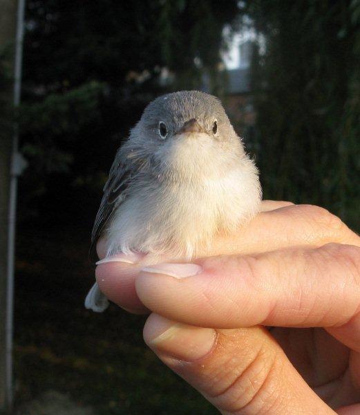 Blue-gray Gnatcatcher