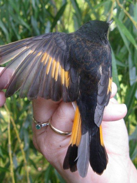 Male American Redstart