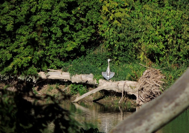 Great Blue Heron - Peter Thoem