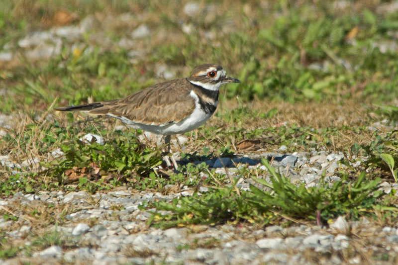 A pair of Killdeer have been hanging around the parking lot for some time now....possibly staking out the territory for next year. -B. McCreadie