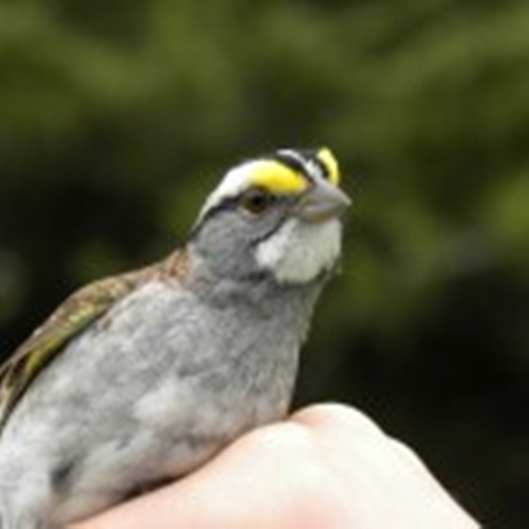 The grayish-brown iris of this White-throated Sparrow indicates that it is a young or "HY" bird. -B. Oldfield