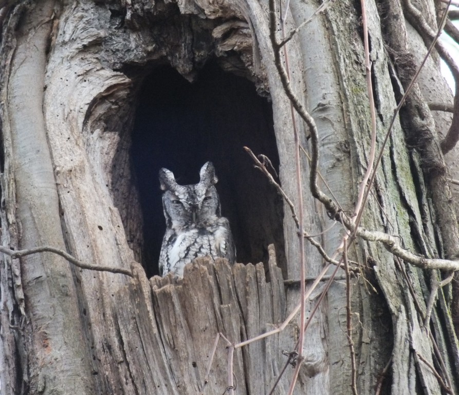 A gray-phase Eastern Screech Owl keeps tabs on the denizens of the Carolinian Trail.