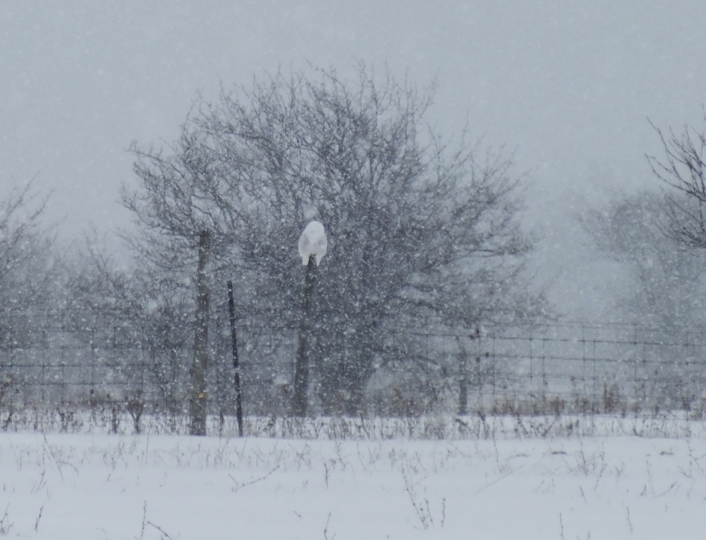 One of the hundreda of Snowy Owls that have flooded Eastern North America.