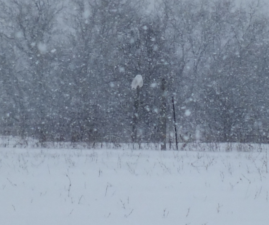 Snowy Owl.....in the snow.