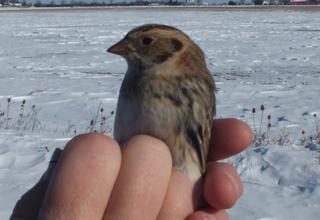Lapland Longspurs seem to have it figured out......